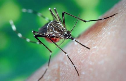 Mosquito muscatura umflarea și roșeață cum ar fi pentru a elimina umflarea, o pată roșie după insecte, locul umflat,