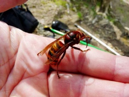 Bite hornet ce să facă într-o astfel de situație de urgență (efectuați mișcări bruște) Bite hornet ce să facă într-o astfel de situație de urgență