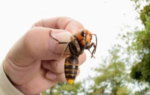 Bite hornet ce să facă într-o astfel de situație de urgență