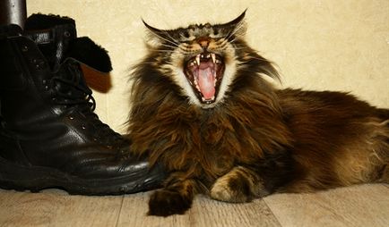 Улправда - amestec de maioneză de pisică și raton (foto)