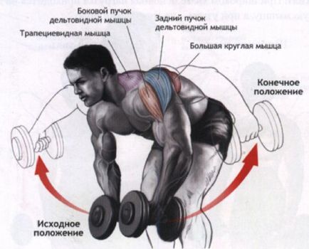 Exerciții pentru mușchii deltoizi cu gantere, sport-lume