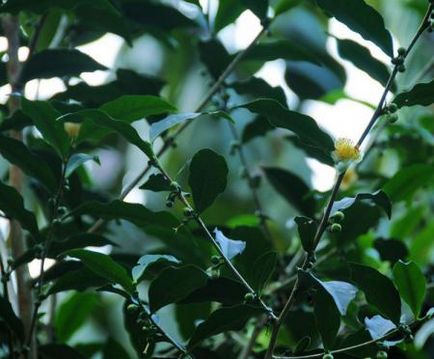 A teafa ellátás, beltéri növények és virágok