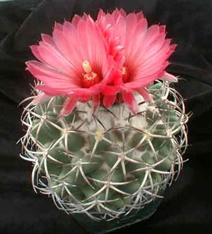 Gondozása kaktuszok, műtrágya, termesztés, oltása és magvak a kaktusz - 6. rész