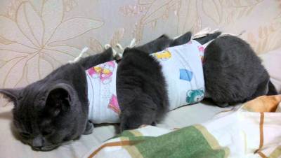 Gondozása egy macska sterilizálás után - otthon, ötletek állatorvos a műtét után