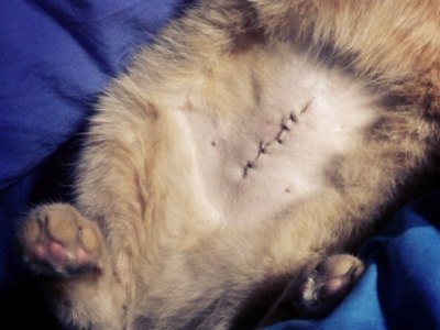 Догляд за кішкою після стерилізації - в домашніх умовах, поради ветеринара, після операції по