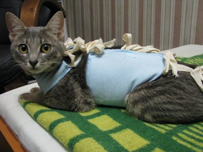 Îngrijirea pisicii după sterilizare - acasă, sfatul unui medic veterinar, după operație