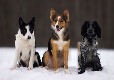 Догляд за шкірою собаки взимку - знайомства домашніх тварин