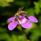 Gondozásában a méhek és a választott telelőterületekről