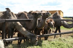 Верблюдоводство основні галузі та перспективи розведення - cельхозпортал