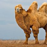 Camel jelentős ipar és a tenyésztés kilátások - celhozportal