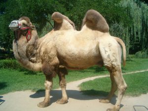 Camel jelentős ipar és a tenyésztés kilátások - celhozportal