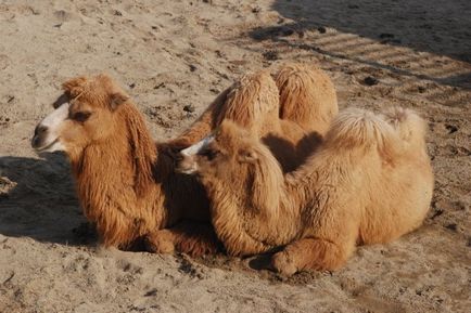 Camel jelentős ipar és a tenyésztés kilátások - celhozportal