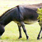 Верблюдоводство основні галузі та перспективи розведення - cельхозпортал