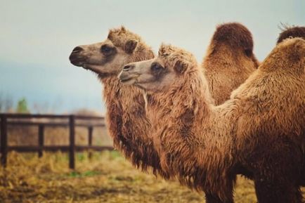 Camel jelentős ipar és a tenyésztés kilátások - celhozportal