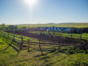 Sucuri principale de creștere a cămililor și perspective de creștere - portal agricol