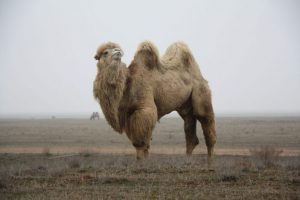 Camel jelentős ipar és a tenyésztés kilátások - celhozportal