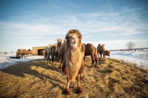 Sucuri principale de creștere a cămililor și perspective de creștere - portal agricol