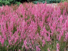 Heather obișnuite - flori și plante de grădină