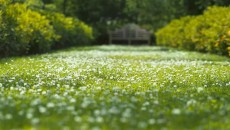 Verticalizarea gazonului - ceea ce este - recenzii și sfaturi