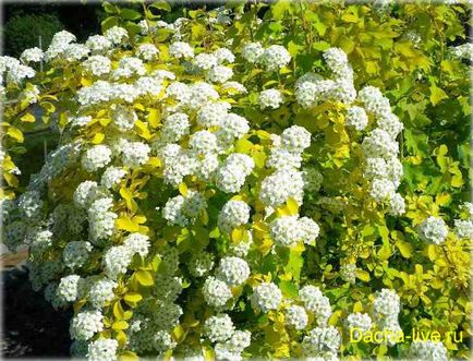 Tavasszal Spiraea - leírás, fotó