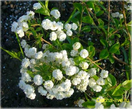 Tavasszal Spiraea - leírás, fotó