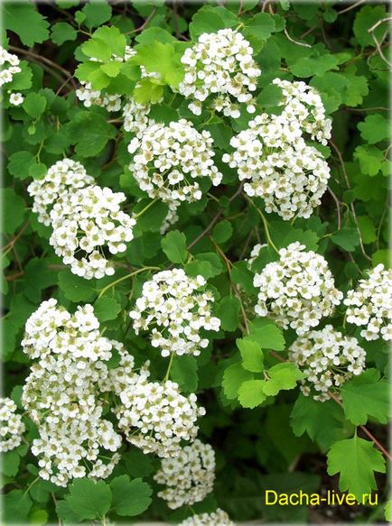 Tavasszal Spiraea - leírás, fotó