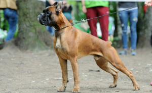 West Highland Terrier - fotografii, cățeluși, descrierea rasei, îngrijire, 