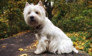 West Highland White Terrier - fotók, kölykök, fajta leírás, gondoskodás, 