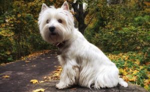 West Highland Terrier - fotografii, cățeluși, descrierea rasei, îngrijire, 