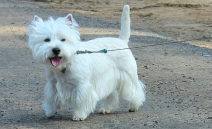 West Highland White Terrier - fotók, kölykök, fajta leírás, gondoskodás, 