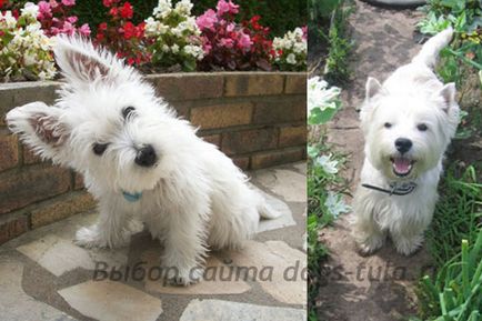 West Highland White Terrier - megjelenés, szabványok, képzés vestika és gondozás