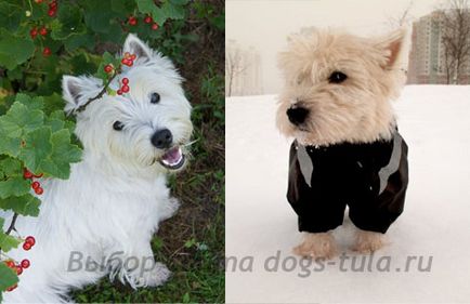 West Highland White Terrier - megjelenés, szabványok, képzés vestika és gondozás