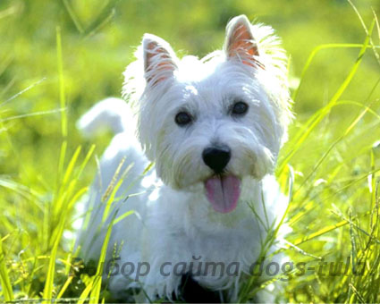 West Highland Terrier alb - aspect, standarde, formare și îngrijire a pleoapelor