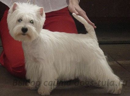 West Highland Terrier alb - aspect, standarde, formare și îngrijire a pleoapelor