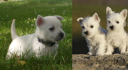 West Highland Terrier alb - aspect, standarde, formare și îngrijire a pleoapelor