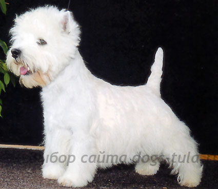 West Highland Terrier alb - aspect, standarde, formare și îngrijire a pleoapelor