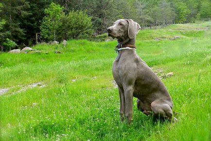 Weimaraner vagy Weimar Pointer fotó weimari