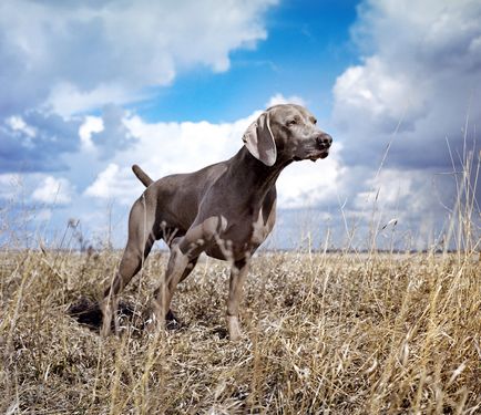 Weimaraner sau fotografia Weimar-ului din Weimaraner