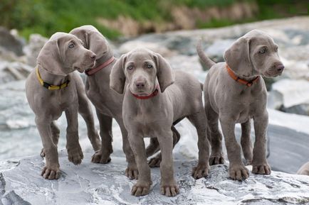 Weimaraner sau fotografia Weimar-ului din Weimaraner