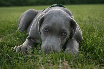 Weimaraner sau fotografia Weimar-ului din Weimaraner