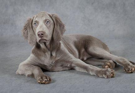 Weimari vagy Weimar Pointer fotó weimari