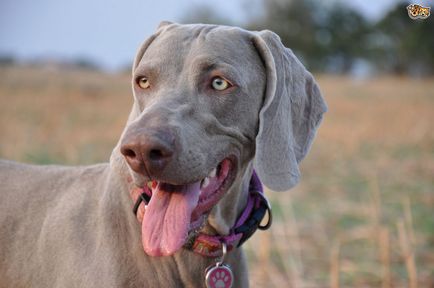 Weimaraner sau fotografia Weimar-ului din Weimaraner