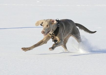 Weimaraner sau fotografia Weimar-ului din Weimaraner