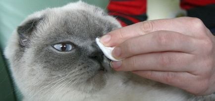 Eye mentesítést macskák, barna szem váladékozása macskák