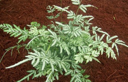 Típusú beltéri (lakossági) páfrányok fotókat és leírást (Nephrolepis páfrány szoba) Típusú beltéri (lakossági) páfrányok fotók és leírás