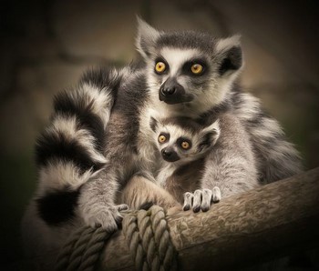 Típusai Lemur loris vékony, kövér, kis kövér, és egyéb