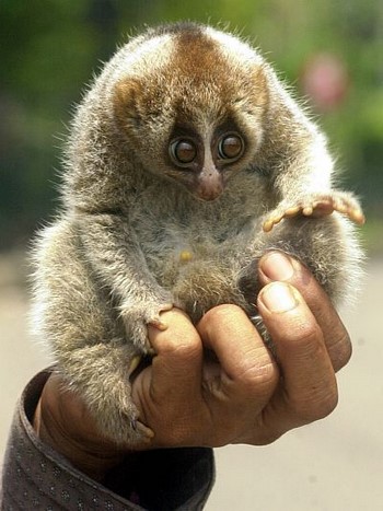 Típusai Lemur loris vékony, kövér, kis kövér, és egyéb