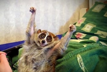 Típusai Lemur loris vékony, kövér, kis kövér, és egyéb