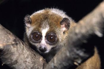 Típusai Lemur loris vékony, kövér, kis kövér, és egyéb