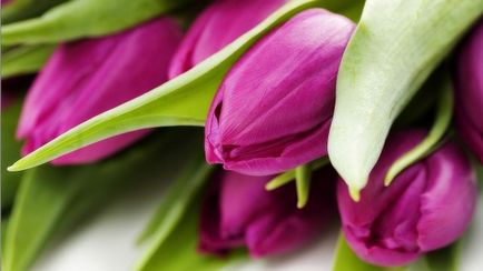 Вигонка цибулин тюльпанів до нового року